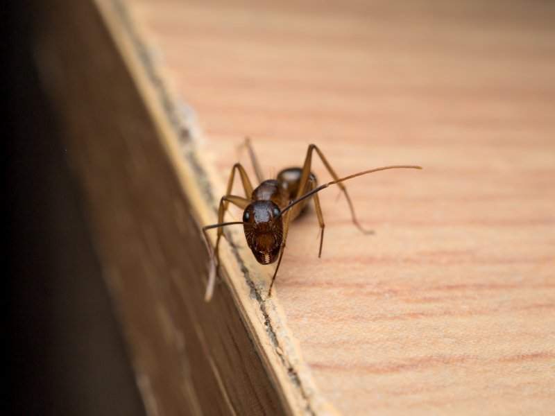 Contrôle des fourmis