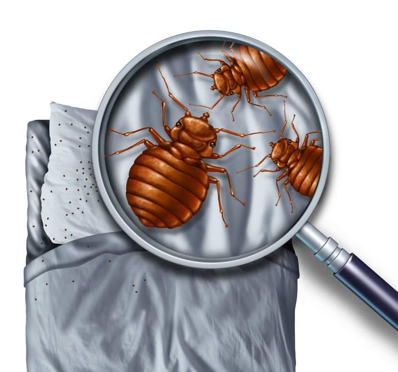 Bedbug Control