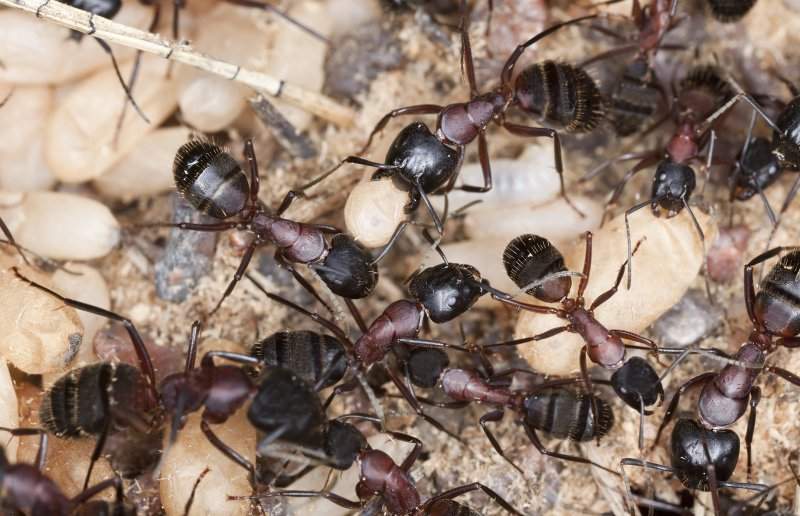 Notre procédure d'élimination des fourmis